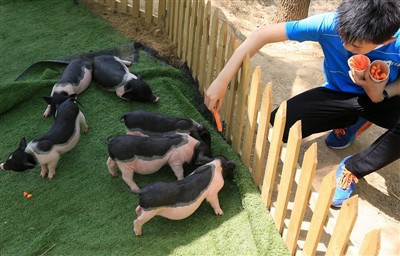 Що б ви зробили, якби морська свинка отримала тепловий удар